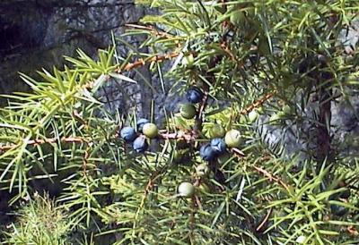  Image name: ginepro3.jpg 
 width: 400 pixel 
 height: 274 pixel 
 Size: 42155 bytes 
 Click to enlarge 